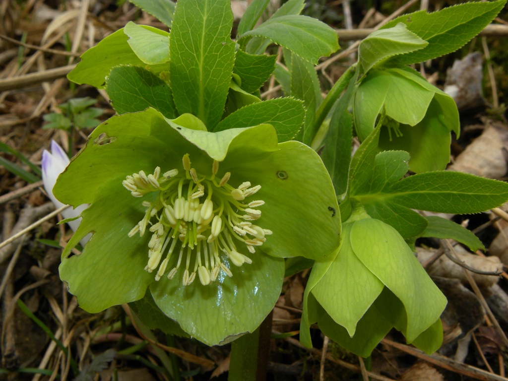 Elleboro verde